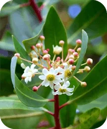 Vendor photo of catuaba, a tree with bark and green leaves